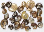 Lot: KG Madagascar Polished Ammonites (-) - Pieces #79348-2